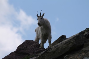 sneeuwgeit (Mountain goat) | Glacier National Park USA